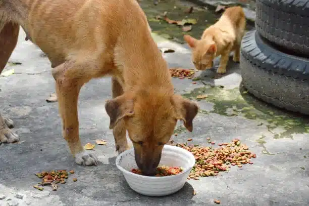 preparación para mascotas en emergencia
