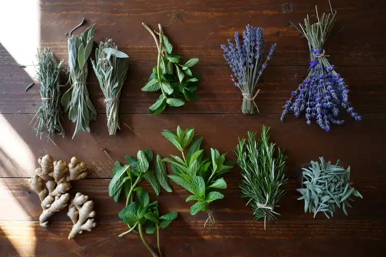 hay plantas medicinales que pueden ayudar a curar heridas y afecciones.