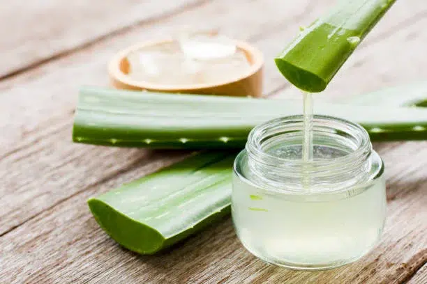 El aloe vera es un gran cicatrizante y calmante. plantas medicinales