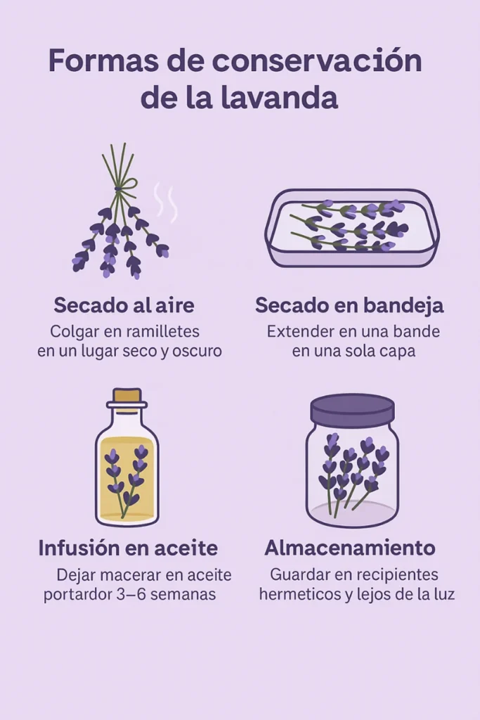 Formas de conservación de esta planta tan utilizada