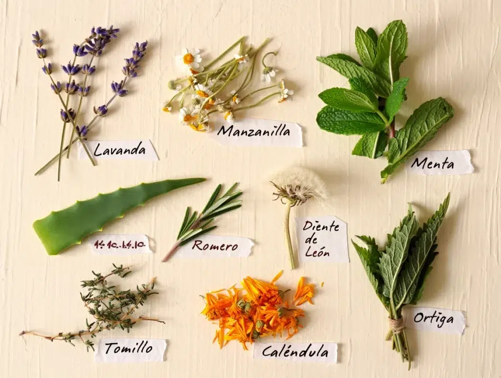 plantas medicinales más importantes 