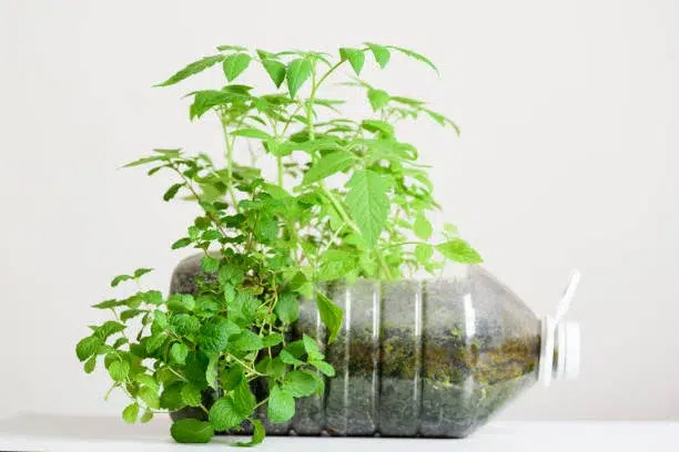 Es muy fácil crear tu mini huerto en botella