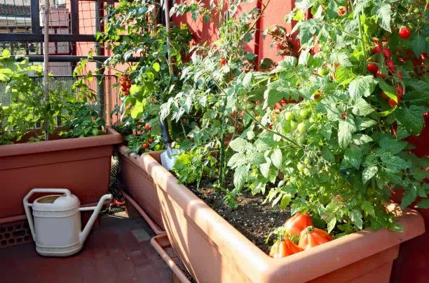 Plantar verduras y hortalizas en la terraza