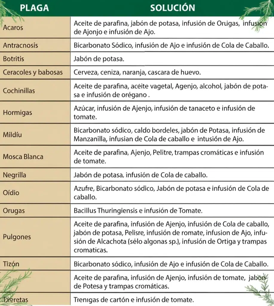 Plagas en huerto urbano y cómo combatirlas
