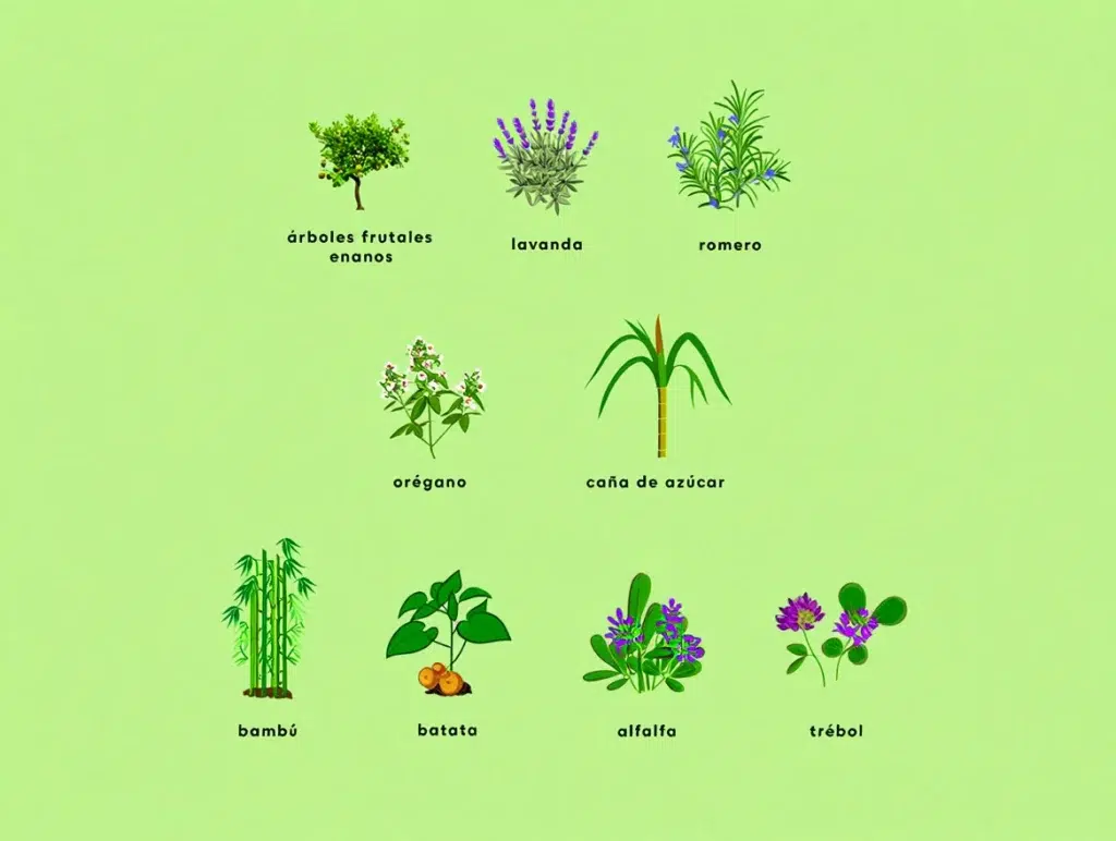 Plantas para cuidar a largo plazo: sostenibilidad y autosuficiencia