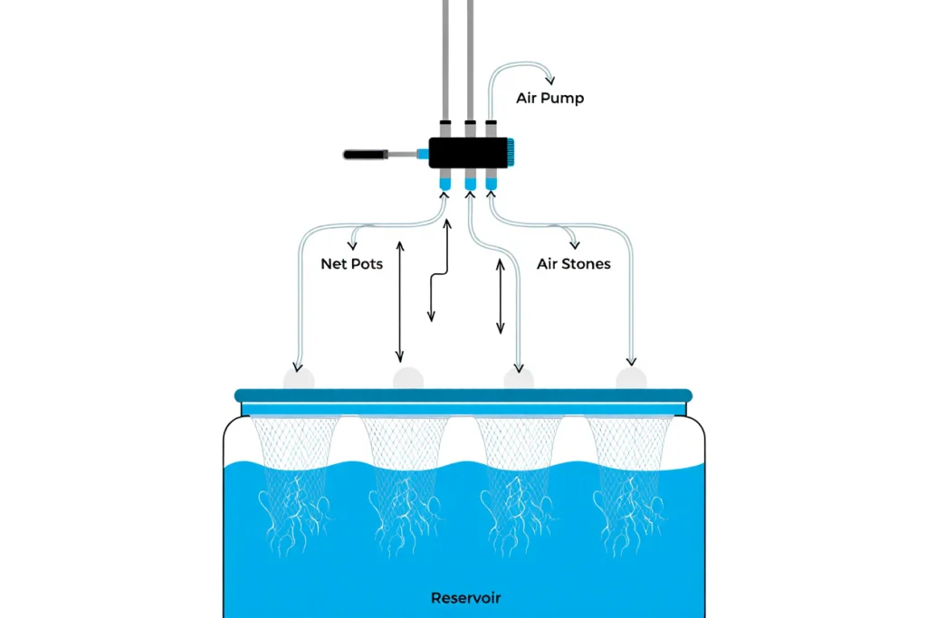plantas hidropónicas con sistema DWC